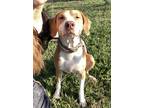 Adopt HEIDI a Tan/Yellow/Fawn - with White Labrador Retriever / Mixed dog in
