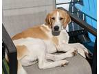 Adopt Moose a Great Pyrenees, Treeing Walker Coonhound