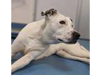 Adopt DAISY* a White Labrador Retriever / Mixed dog in Tucson, AZ (31259025)