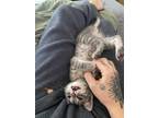 Adopt Nibz a Gray, Blue or Silver Tabby Domestic Shorthair (short coat) cat in