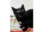 Adopt Mateo a All Black Domestic Shorthair / Domestic Shorthair / Mixed cat in
