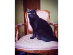 Adopt Crowley a Black (Mostly) American Shorthair / Mixed (short coat) cat in