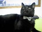 Adopt Copernicus a All Black American Shorthair (short coat) cat in Saint Paul