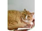 Adopt Chase a Domestic Long Hair