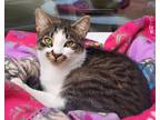Adopt Sprout / AC 24074 B a Domestic Shorthair / Mixed (short coat) cat in