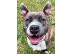 Adopt Newt a Gray/Blue/Silver/Salt & Pepper Mixed Breed (Large) / Mixed dog in