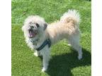 Adopt Buddy a Tan/Yellow/Fawn Shih Tzu / Border Terrier / Mixed dog in