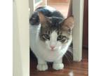 Adopt Kendal a Brown Tabby Domestic Shorthair (short coat) cat in Toronto