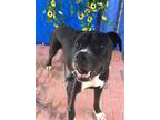 Adopt KOBI a Black - with White Boxer / Mixed dog in Ventura, CA (35469395)