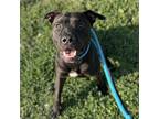 Adopt Macchio a Black Terrier (Unknown Type, Small) / Mixed dog in St.