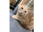 Adopt Hawthorn a Orange or Red Domestic Shorthair / Domestic Shorthair / Mixed