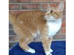 Adopt Cookie a Orange or Red (Mostly) Domestic Shorthair (short coat) cat in