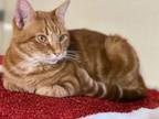 Adopt Jaden a Tabby, Domestic Short Hair