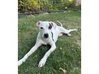 Adopt Kesha a White Labrador Retriever / Beagle / Mixed dog in Morton Grove