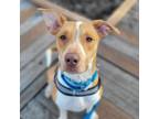 Adopt Woody a Cattle Dog