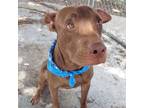 Adopt Oysten a Brown/Chocolate Pit Bull Terrier / Mixed dog in Edinburg