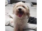 Adopt June a White Poodle (Miniature) / Mixed dog in Va Beach, VA (26868278)