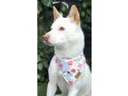 Adopt Lady a White - with Tan, Yellow or Fawn Jindo / Mixed dog in Los Angeles