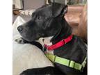 Adopt Loki FKA Jose a Black Labrador Retriever / Boxer / Mixed dog in Arlington