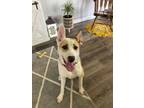 Adopt Zeus a White German Shepherd Dog / Australian Shepherd / Mixed dog in