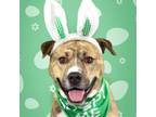 Adopt Spruce a Pit Bull Terrier