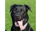 Adopt Dennis a Black Labrador Retriever, Pit Bull Terrier