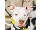 Adopt Phoenix a Pit Bull Terrier