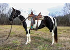 Flashy Black & White Paint Mare, Very Broke, Anyone Can Ride, Ranch, Rope