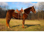 Chocolate Rocky Mountain Mare, Smooth Gaited, Youth Ridden, Gentle