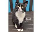 Adopt Hemi a Domestic Short Hair