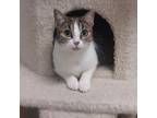 Adopt Jasmine a White Domestic Shorthair / Mixed cat in Titusville