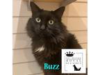 Adopt Buzz a Domestic Shorthair / Mixed (long coat) cat in South Bend