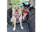 Adopt Twiggy a Wheaten Terrier / Mixed dog in Barrington, RI (37934764)