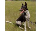 Adopt Jovi a Black German Shepherd Dog / Great Dane / Mixed dog in West Des