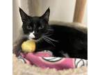 Adopt Leon a All Black Domestic Mediumhair / Mixed cat in Buffalo, NY (37758721)