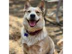 Adopt Huxley a Tan/Yellow/Fawn Mixed Breed (Medium) / Mixed dog in Saratoga