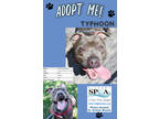 Adopt Typhoon a Gray/Blue/Silver/Salt & Pepper American Pit Bull Terrier / Mixed