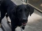Adopt #3697 Harry (Sponsored) a Labrador Retriever, Great Pyrenees