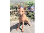 Adopt Mickael a Red/Golden/Orange/Chestnut Cattle Dog / Mixed dog in West