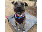 Adopt Chimi a Brindle Pit Bull Terrier / Mixed Breed (Medium) / Mixed dog in