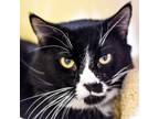 Adopt Straws (Bonded w/ Pumpkin) a All Black Domestic Shorthair / Mixed cat in