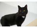 Adopt Neuro a All Black Domestic Shorthair / Domestic Shorthair / Mixed cat in