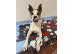 Adopt Mugs a White Boxer / Mixed dog in Newport News, VA (34231766)