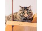Adopt Cupcake a Tortoiseshell Domestic Longhair / Mixed cat in Gloucester