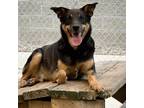Adopt Spongebob a Black Mixed Breed (Large) / Mixed dog in Charleston