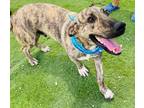 Adopt Rafa a Basset Hound / Shepherd (Unknown Type) / Mixed dog in San Diego