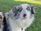 Adopt Chris a Australian Shepherd