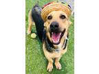 Adopt Mateo a Basset Hound / Shepherd (Unknown Type) / Mixed dog in San Diego