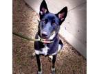 Adopt Shadow a Black German Shepherd Dog / Husky / Mixed dog in Seagoville
