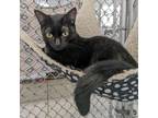 Adopt Lip Gallagher a All Black Domestic Shorthair / Mixed cat in East